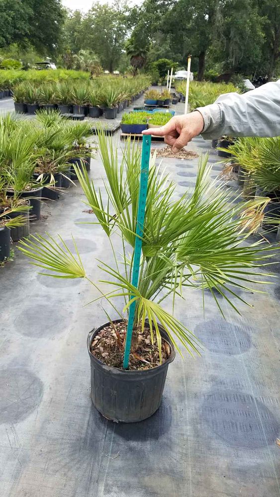 chamaerops-humilis-european-fan-palm-mediterranean-fan-palm