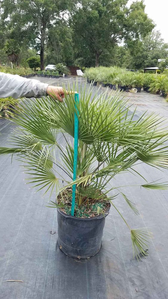 chamaerops-humilis-european-fan-palm-mediterranean-fan-palm