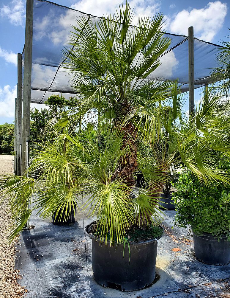 chamaerops-humilis-european-fan-palm-mediterranean-fan-palm