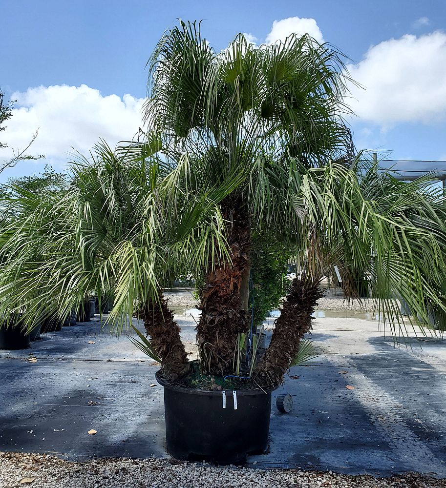 chamaerops-humilis-european-fan-palm-mediterranean-fan-palm