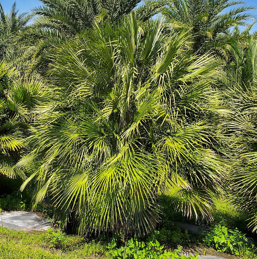 chamaerops-humilis-european-fan-palm-mediterranean-fan-palm