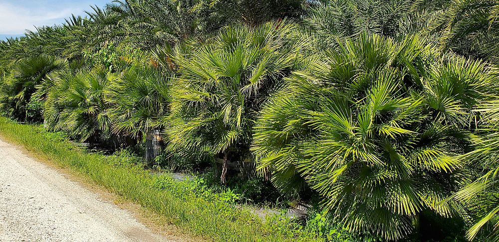 chamaerops-humilis-european-fan-palm-mediterranean-fan-palm