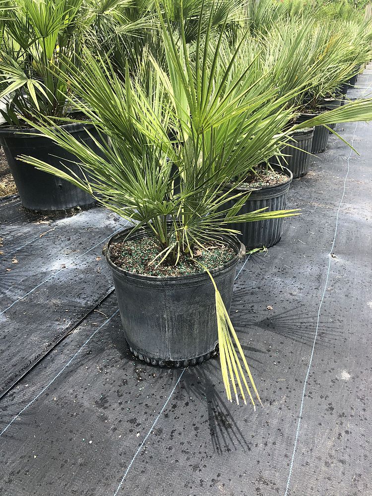 chamaerops-humilis-european-fan-palm-mediterranean-fan-palm
