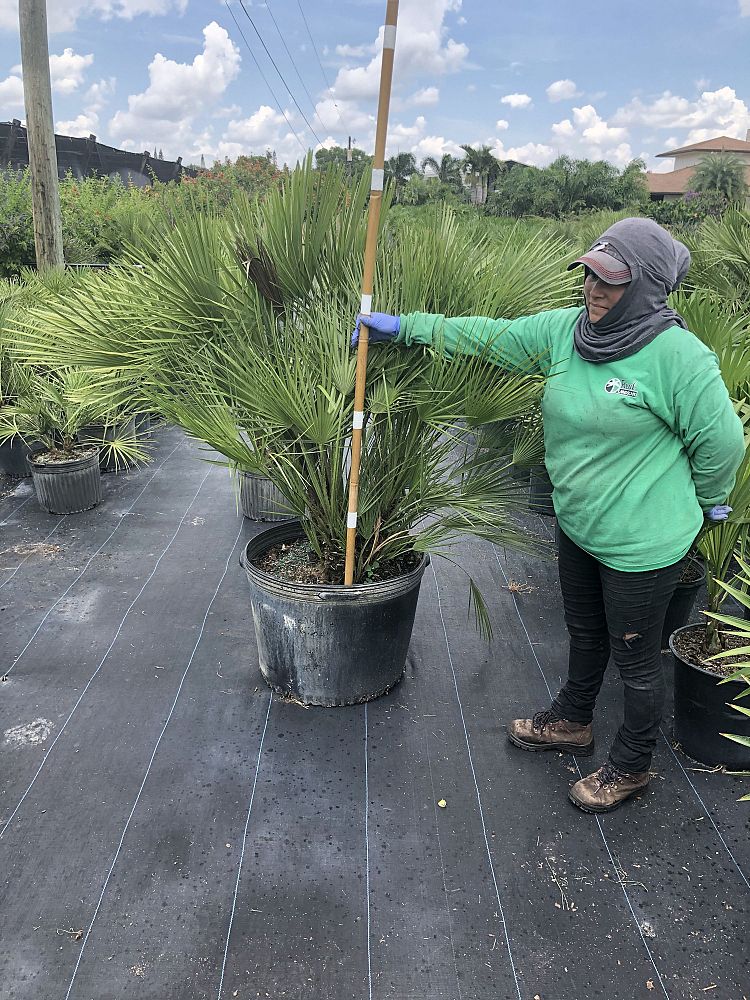 chamaerops-humilis-european-fan-palm-mediterranean-fan-palm