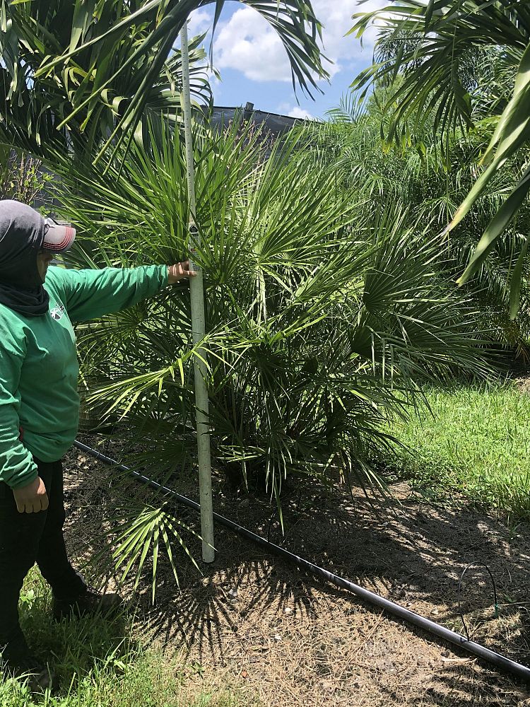 chamaerops-humilis-european-fan-palm-mediterranean-fan-palm