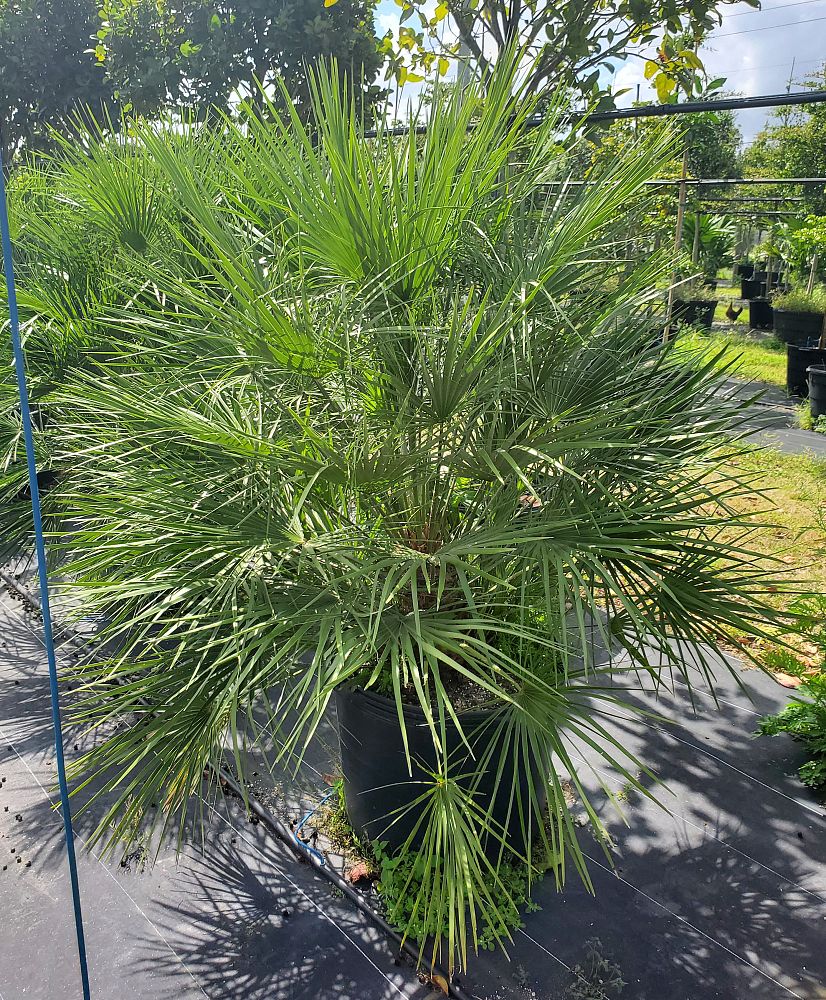 chamaerops-humilis-european-fan-palm-mediterranean-fan-palm