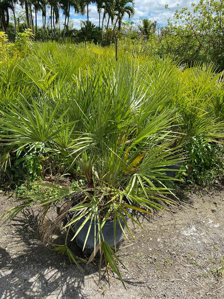 chamaerops-humilis-european-fan-palm-mediterranean-fan-palm