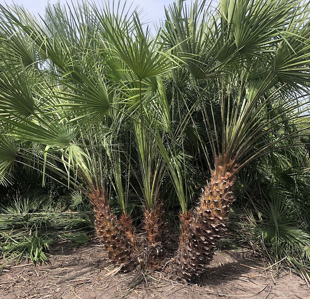 chamaerops-humilis-european-fan-palm-mediterranean-fan-palm