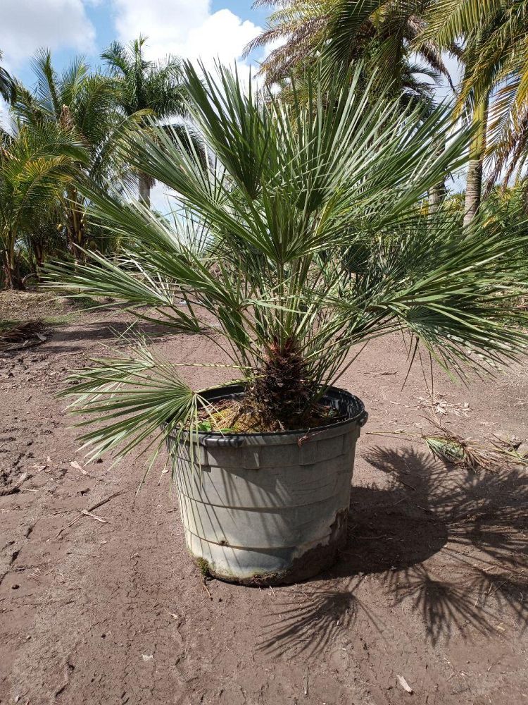 chamaerops-humilis-european-fan-palm-mediterranean-fan-palm