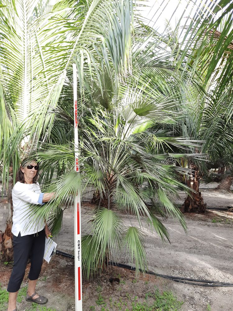 chamaerops-humilis-european-fan-palm-mediterranean-fan-palm