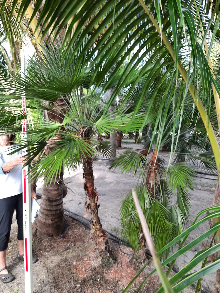 chamaerops-humilis-european-fan-palm-mediterranean-fan-palm