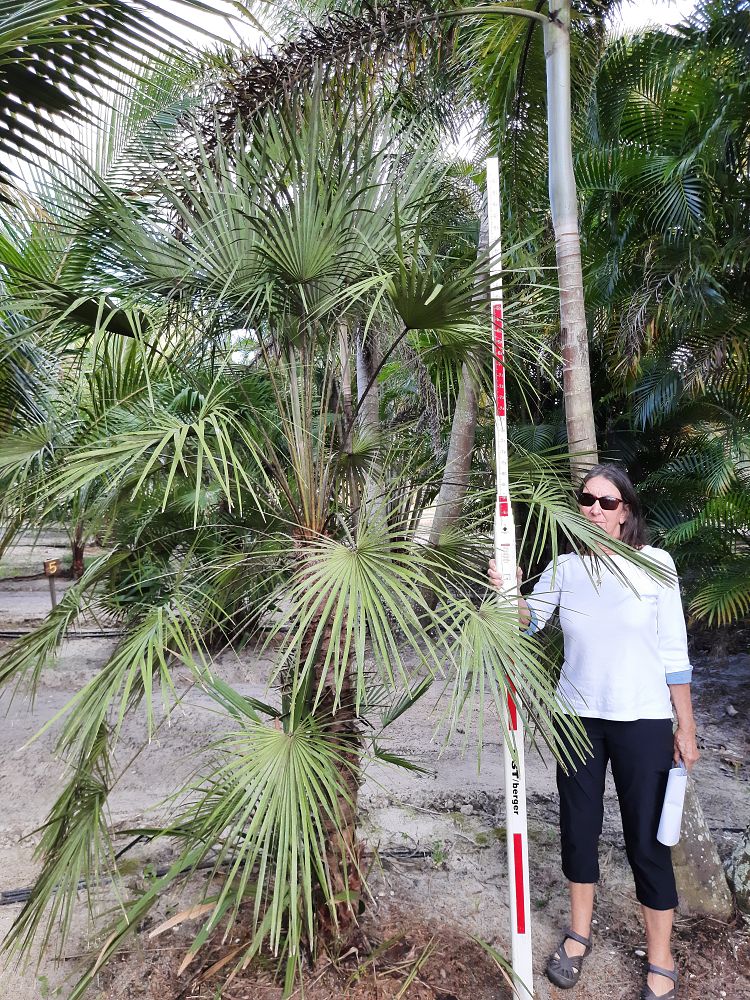 chamaerops-humilis-european-fan-palm-mediterranean-fan-palm