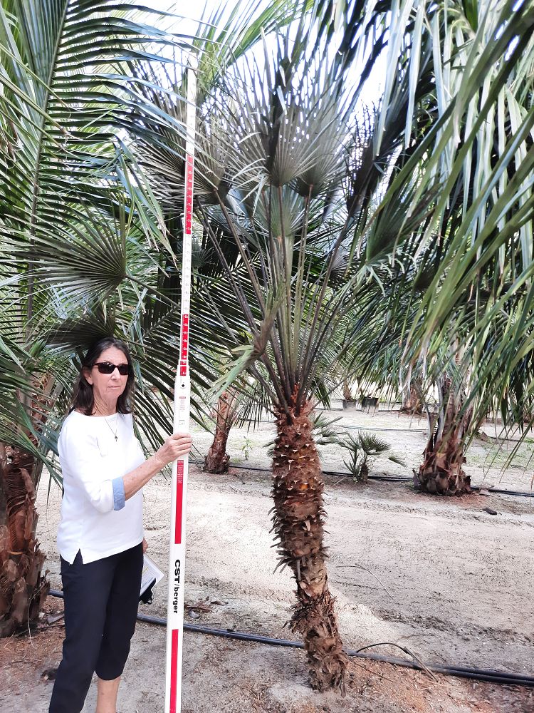 chamaerops-humilis-european-fan-palm-mediterranean-fan-palm