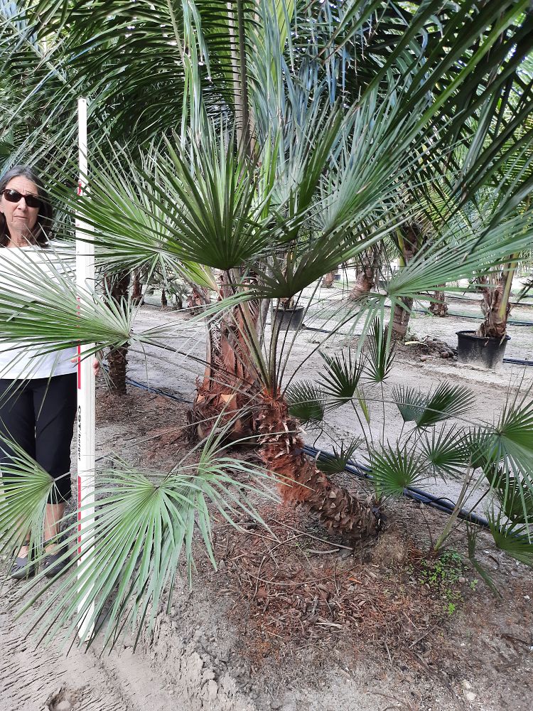 chamaerops-humilis-european-fan-palm-mediterranean-fan-palm