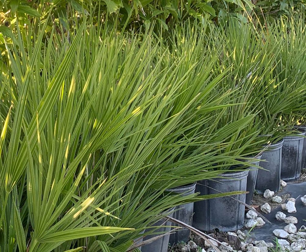 chamaerops-humilis-european-fan-palm-mediterranean-fan-palm