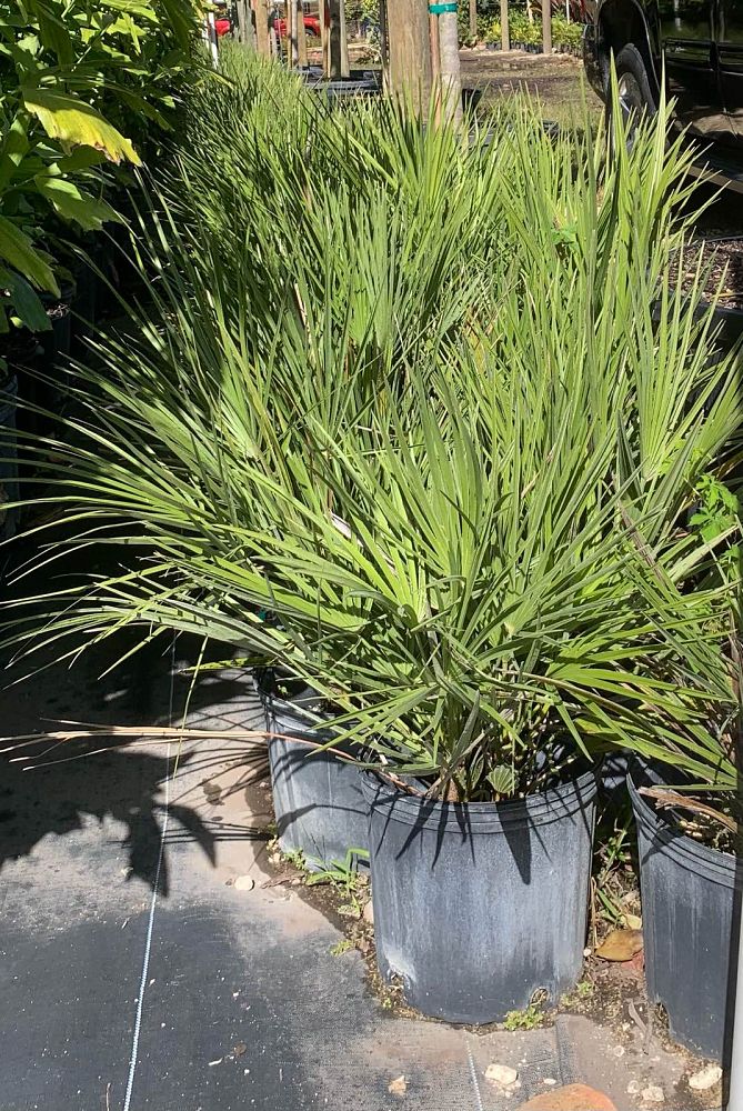 chamaerops-humilis-european-fan-palm-mediterranean-fan-palm