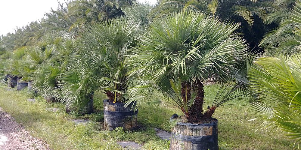 chamaerops-humilis-european-fan-palm-mediterranean-fan-palm