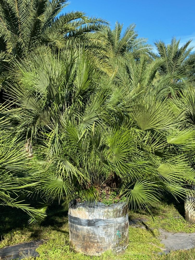 chamaerops-humilis-european-fan-palm-mediterranean-fan-palm