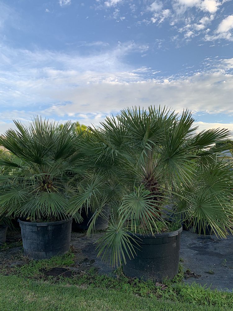 chamaerops-humilis-european-fan-palm-mediterranean-fan-palm
