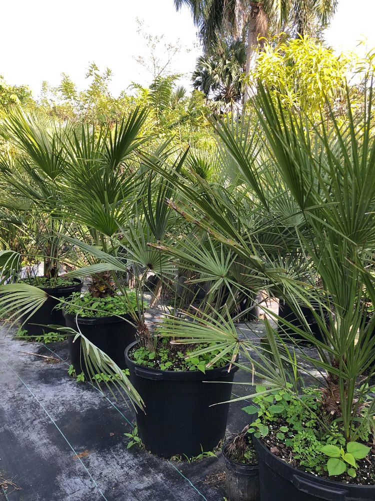 chamaerops-humilis-european-fan-palm-mediterranean-fan-palm