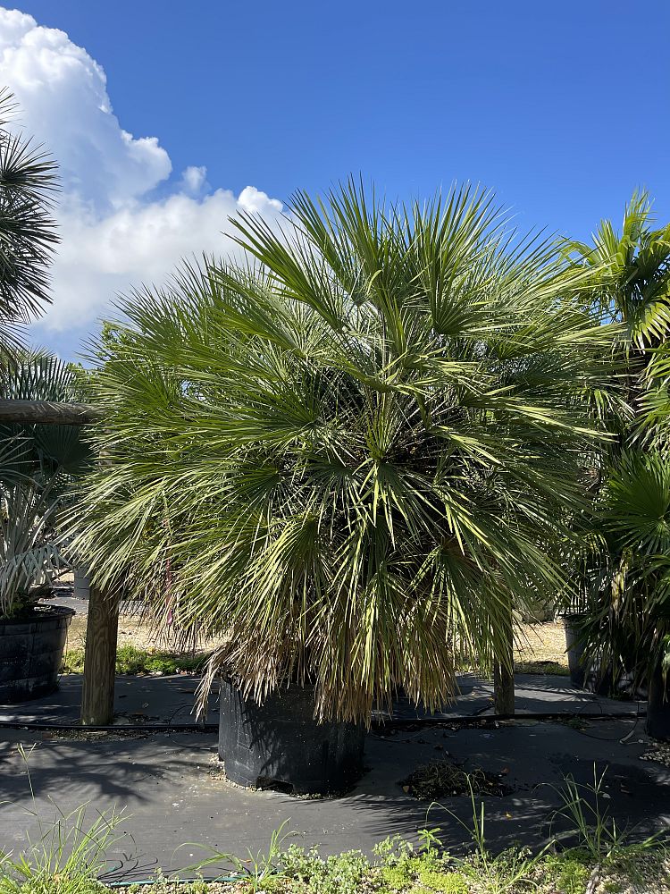 chamaerops-humilis-european-fan-palm-mediterranean-fan-palm