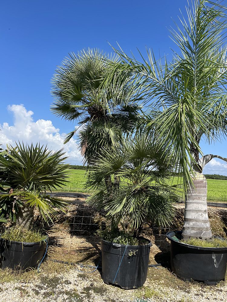 chamaerops-humilis-european-fan-palm-mediterranean-fan-palm