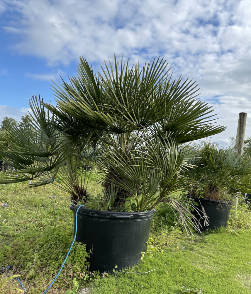 chamaerops-humilis-european-fan-palm-mediterranean-fan-palm