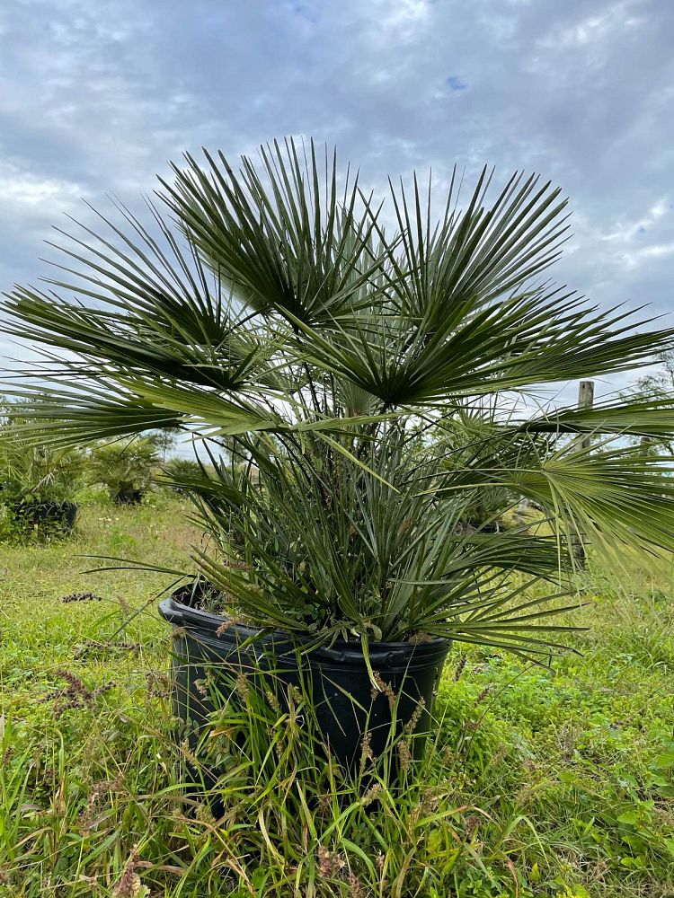 chamaerops-humilis-european-fan-palm-mediterranean-fan-palm