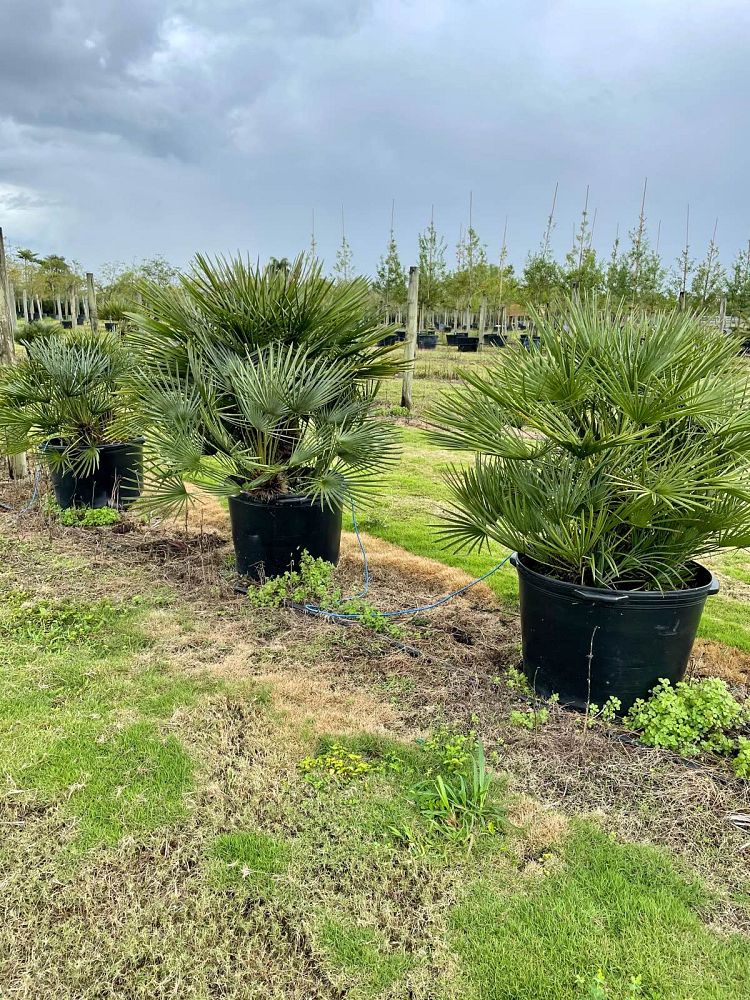 chamaerops-humilis-european-fan-palm-mediterranean-fan-palm