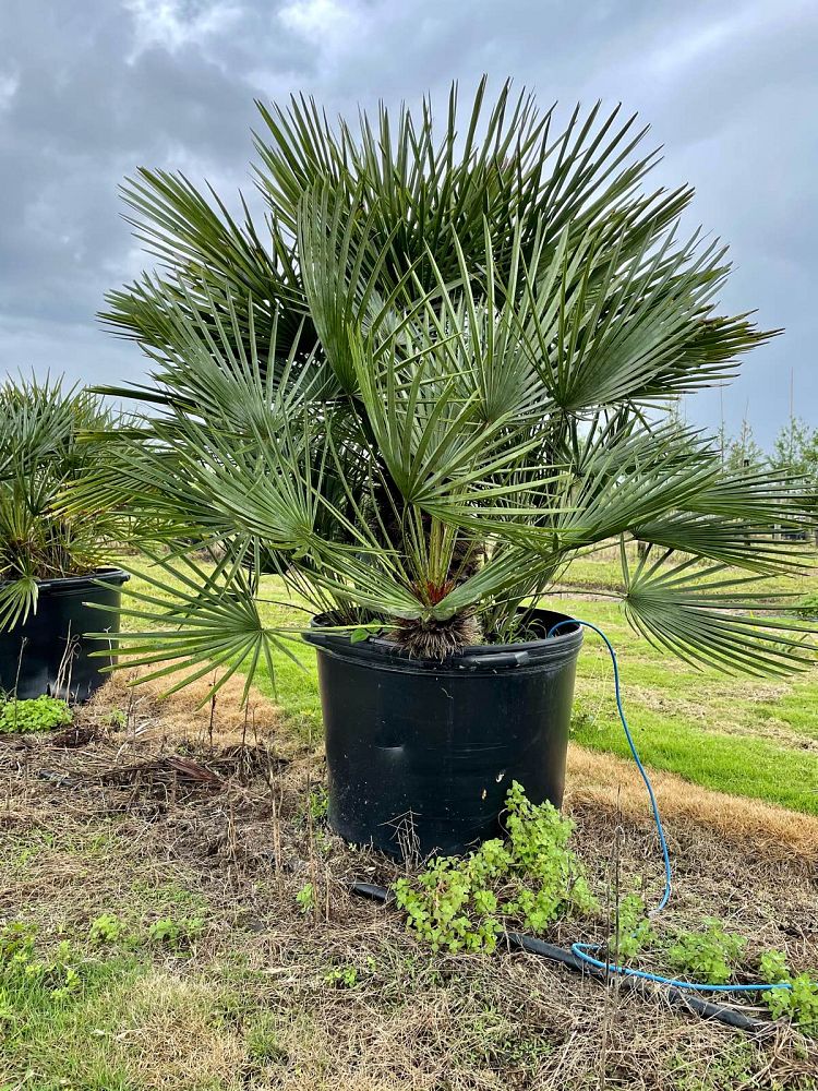 chamaerops-humilis-european-fan-palm-mediterranean-fan-palm