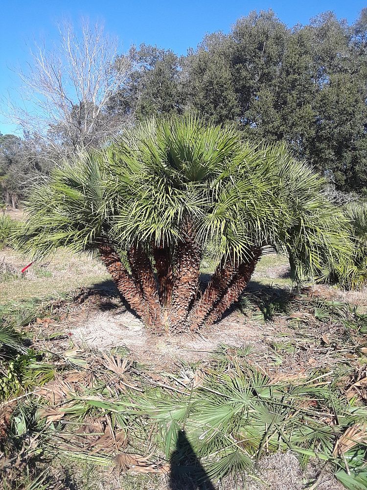 chamaerops-humilis-european-fan-palm-mediterranean-fan-palm