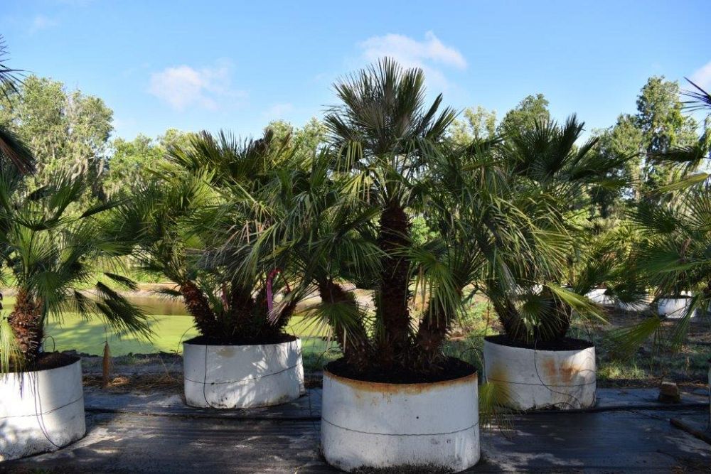 chamaerops-humilis-european-fan-palm-mediterranean-fan-palm