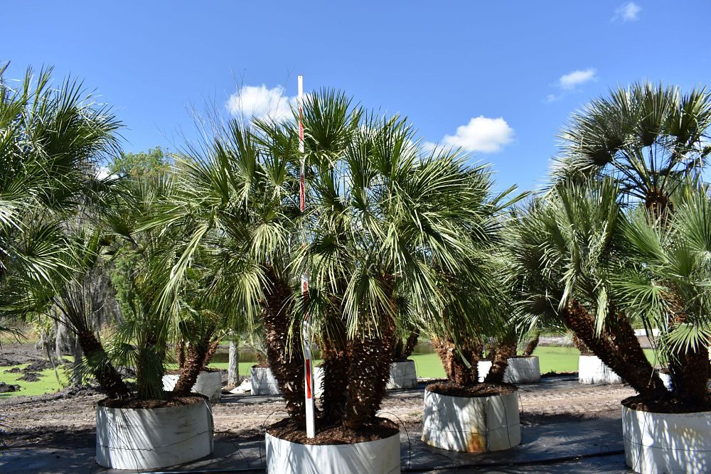 chamaerops-humilis-european-fan-palm-mediterranean-fan-palm