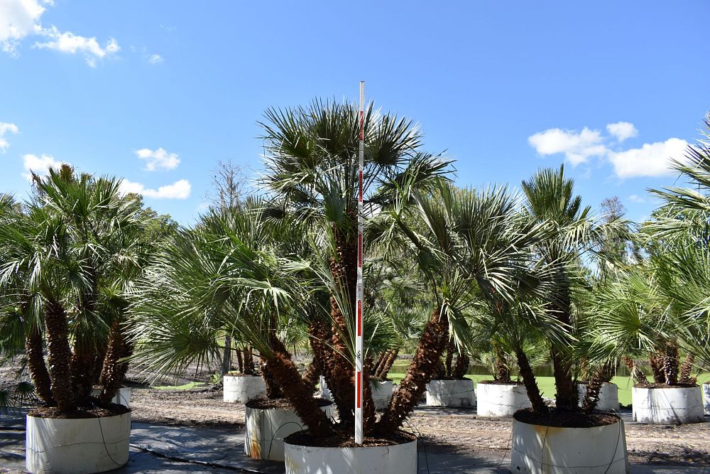 chamaerops-humilis-european-fan-palm-mediterranean-fan-palm