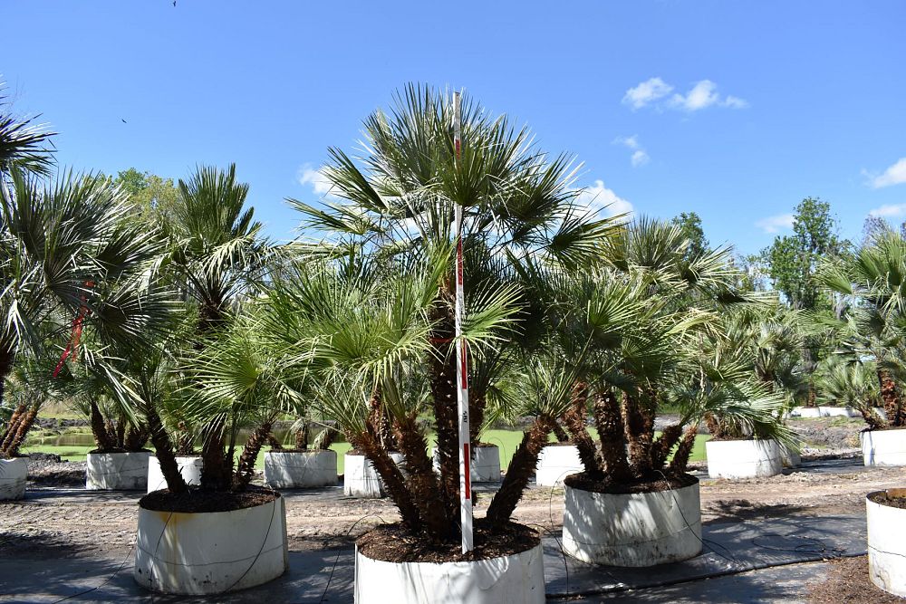 chamaerops-humilis-european-fan-palm-mediterranean-fan-palm