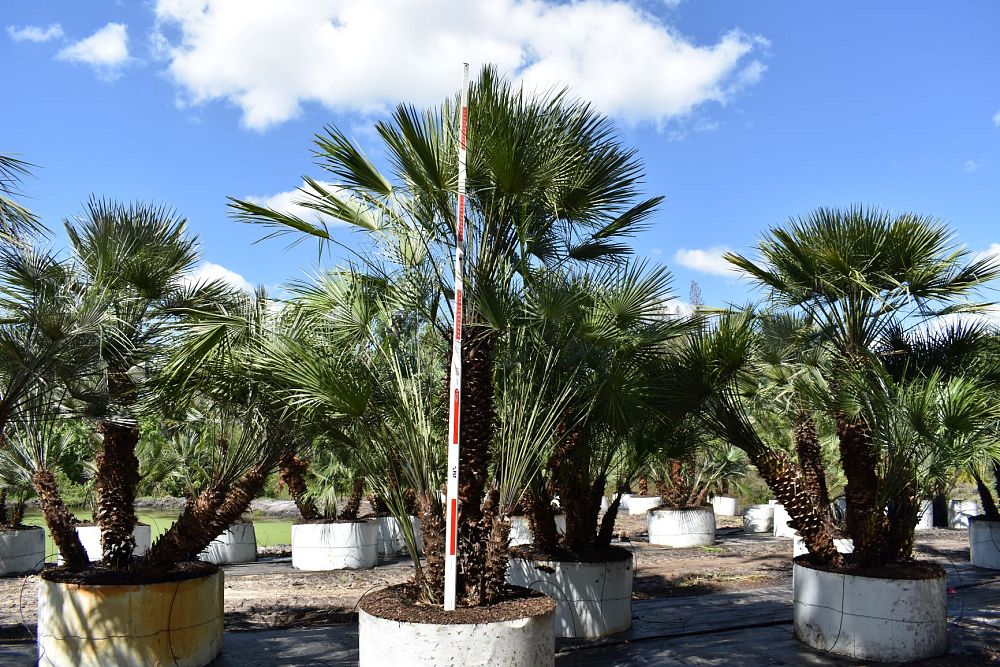 chamaerops-humilis-european-fan-palm-mediterranean-fan-palm