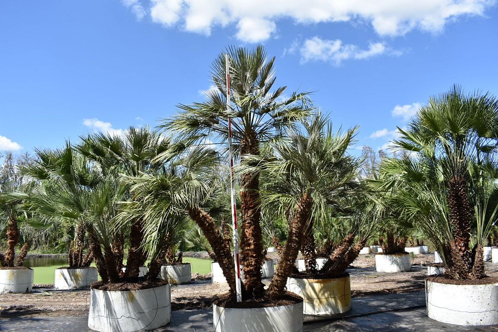 chamaerops-humilis-european-fan-palm-mediterranean-fan-palm