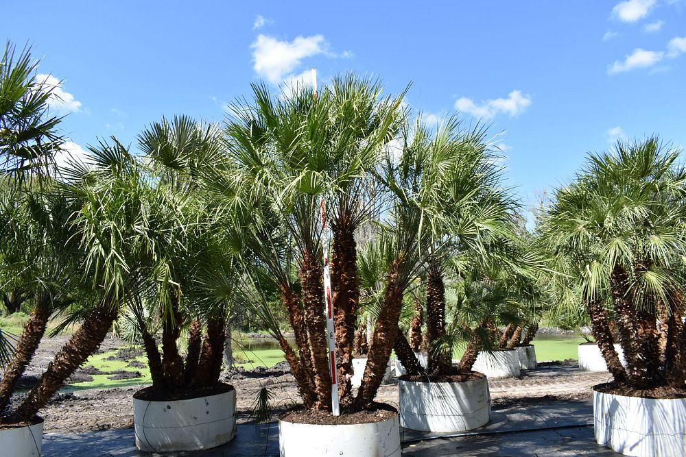 chamaerops-humilis-european-fan-palm-mediterranean-fan-palm