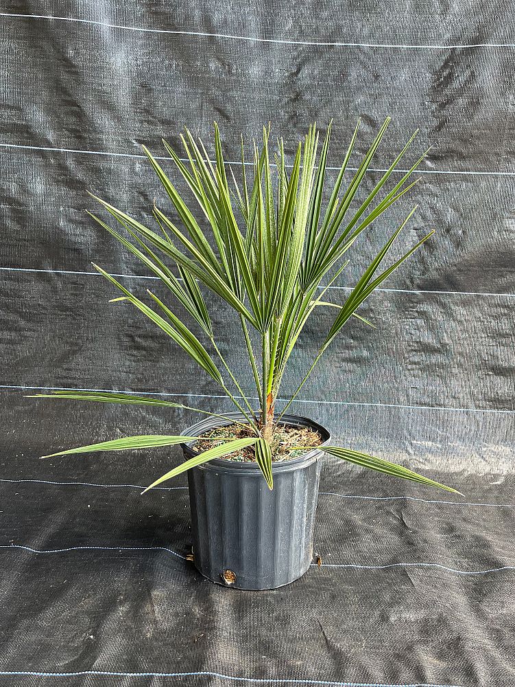 chamaerops-humilis-european-fan-palm-mediterranean-fan-palm