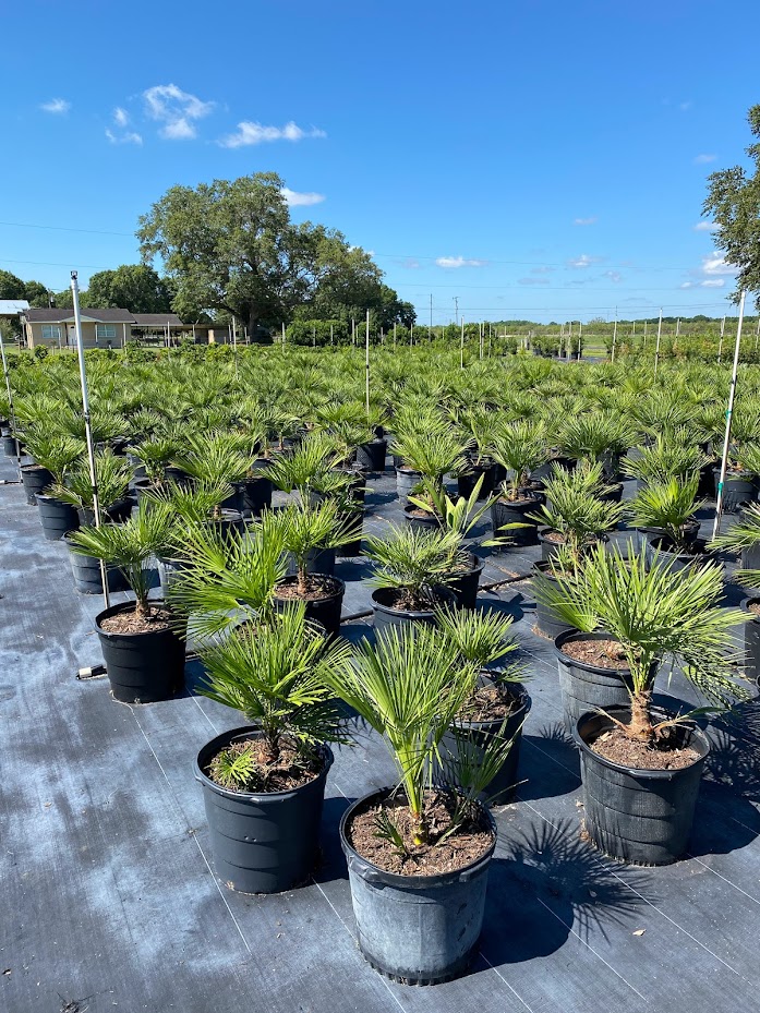 chamaerops-humilis-european-fan-palm-mediterranean-fan-palm