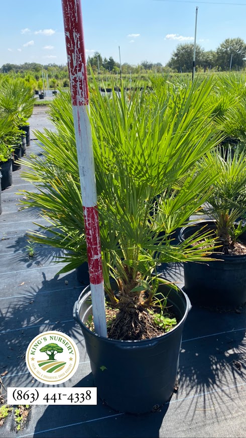 chamaerops-humilis-european-fan-palm-mediterranean-fan-palm