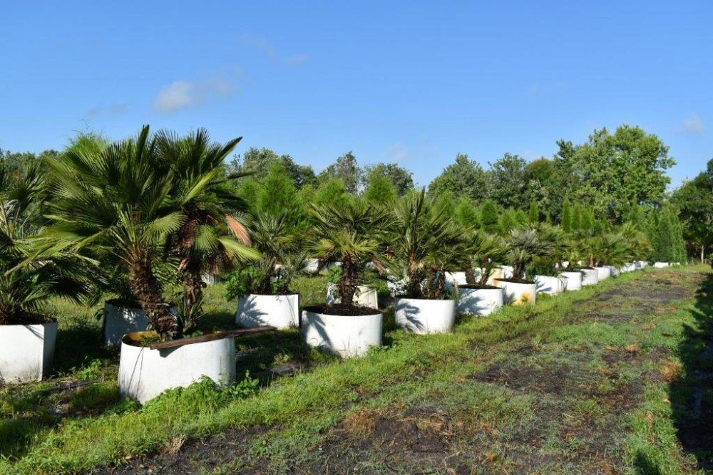 chamaerops-humilis-european-fan-palm-mediterranean-fan-palm