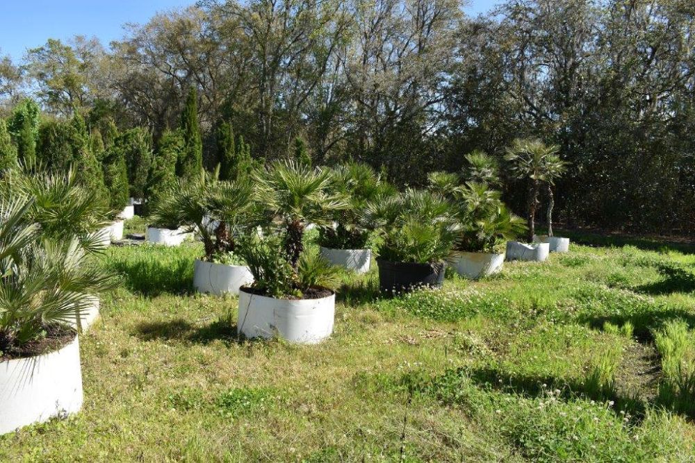 chamaerops-humilis-european-fan-palm-mediterranean-fan-palm