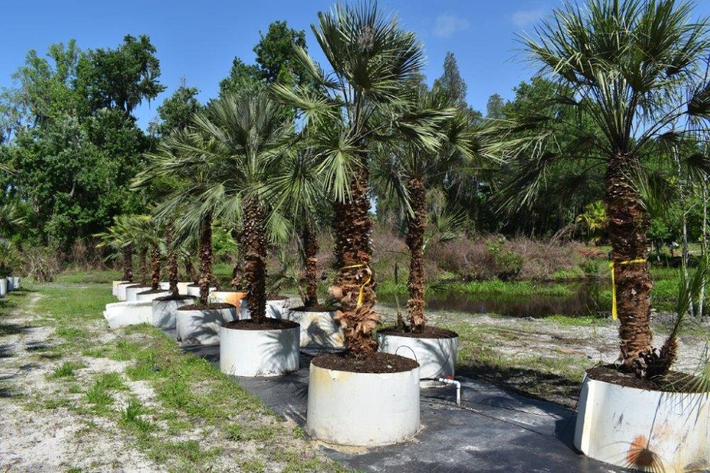 chamaerops-humilis-european-fan-palm-mediterranean-fan-palm