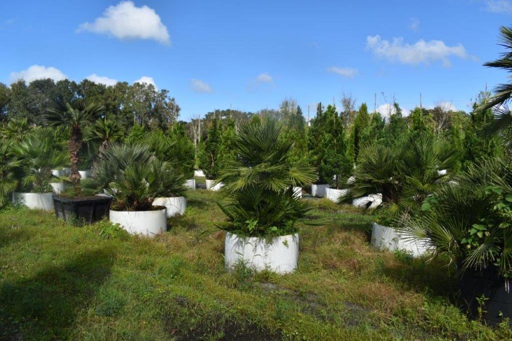 chamaerops-humilis-european-fan-palm-mediterranean-fan-palm