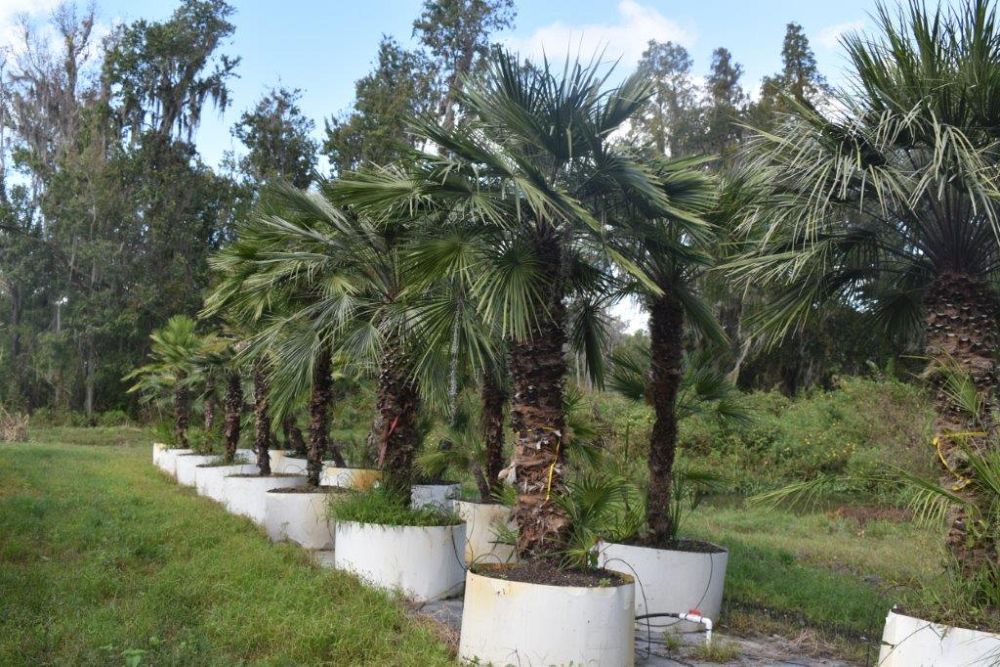 chamaerops-humilis-european-fan-palm-mediterranean-fan-palm