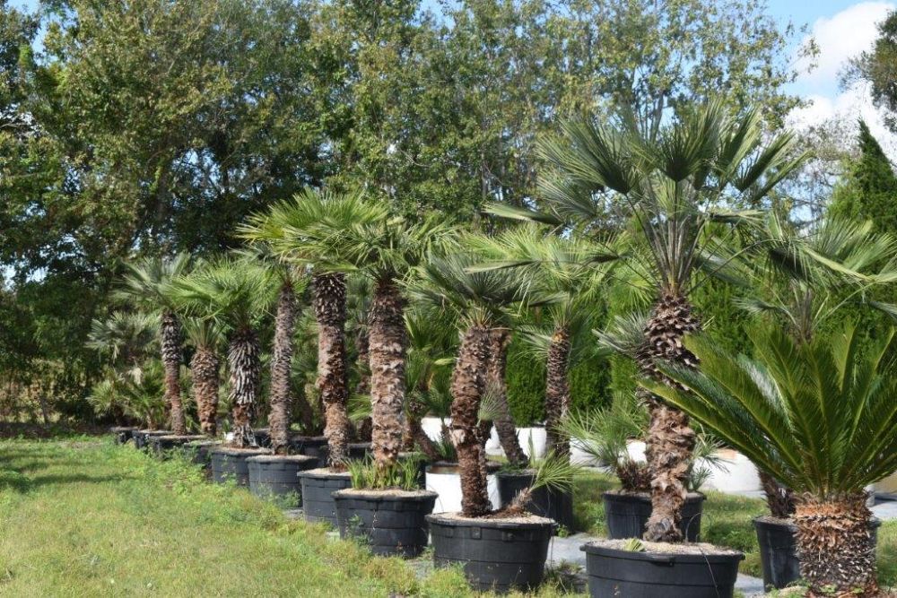 chamaerops-humilis-european-fan-palm-mediterranean-fan-palm