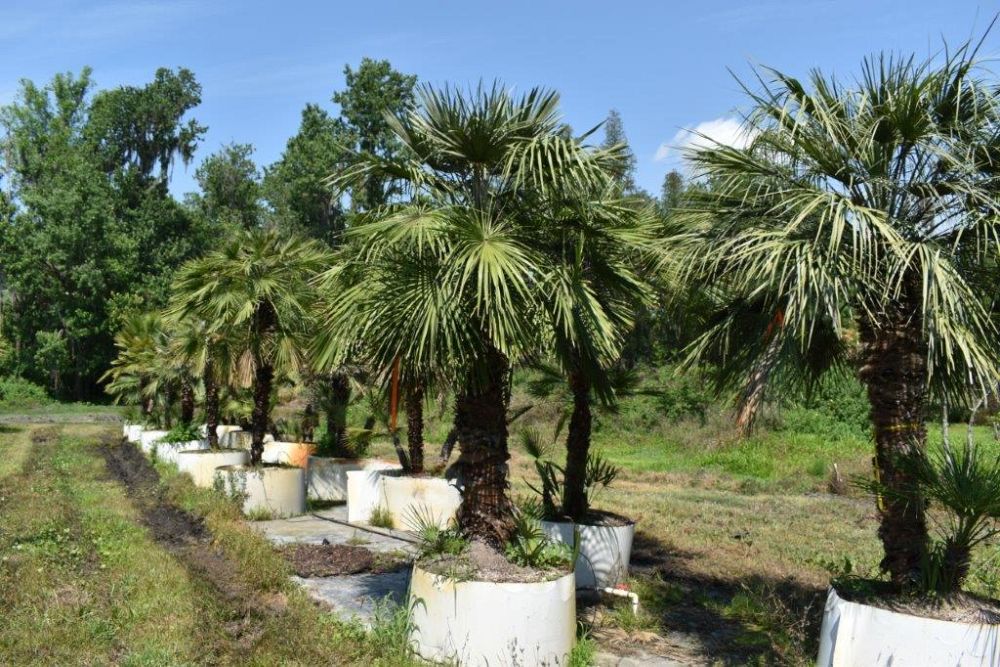 chamaerops-humilis-european-fan-palm-mediterranean-fan-palm