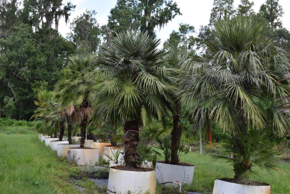 chamaerops-humilis-european-fan-palm-mediterranean-fan-palm