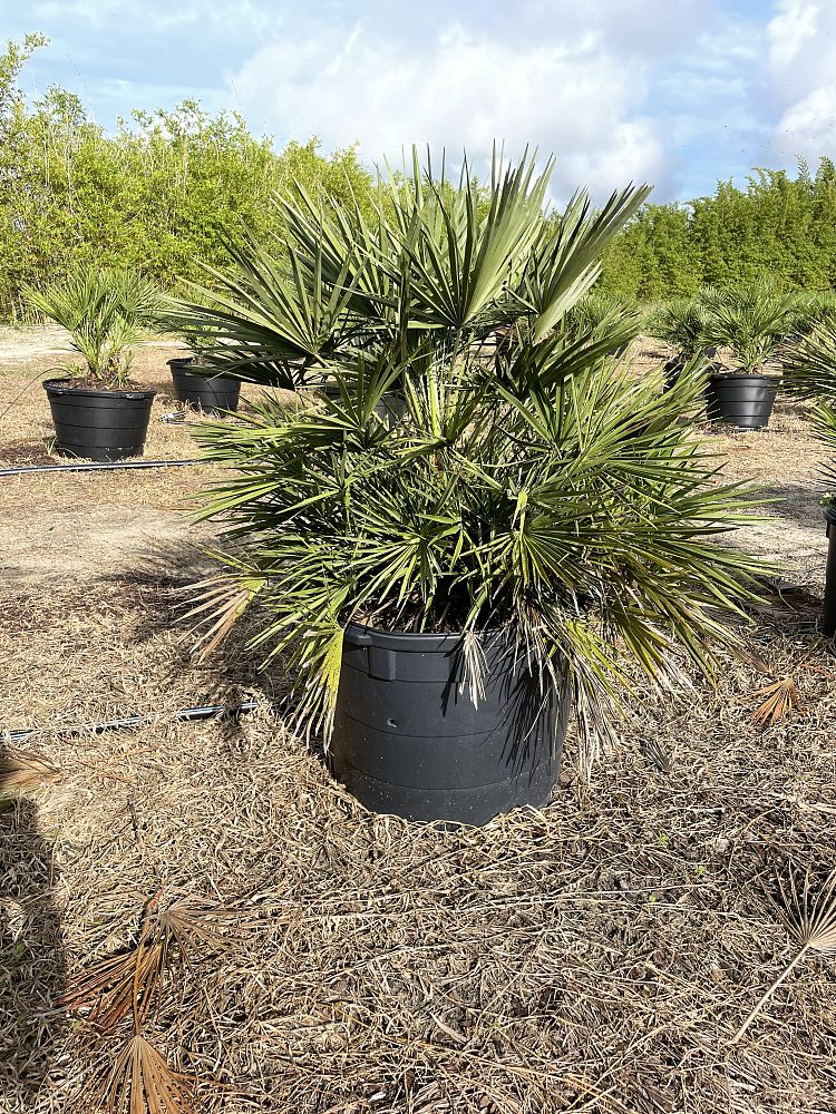 chamaerops-humilis-european-fan-palm-mediterranean-fan-palm